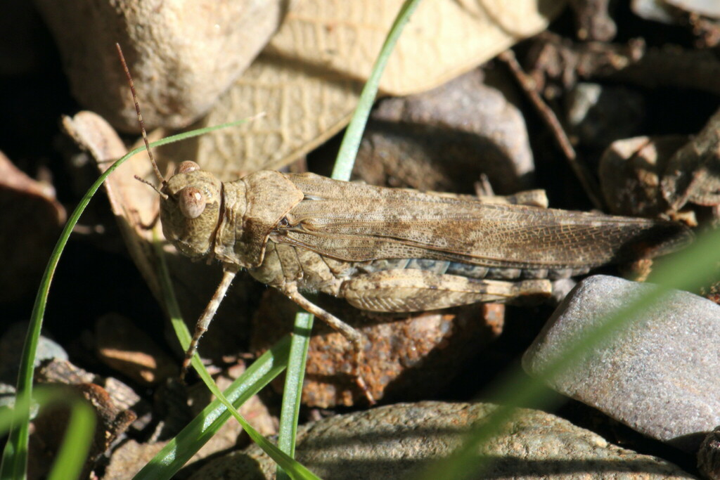 Coconino Wrangler Grasshopper