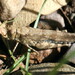 Coconino Wrangler Grasshopper - Photo (c) Philip Kline, some rights reserved (CC BY-NC), uploaded by Philip Kline