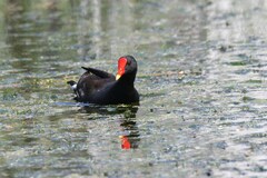 Gallinula chloropus meridionalis