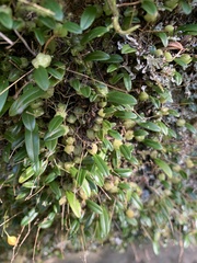 Bulbophyllum exiguum