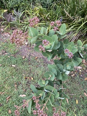 Angophora hispida