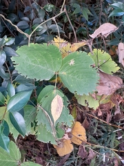 Pueraria montana lobata