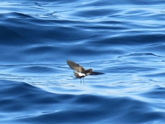 Oceanites oceanicus