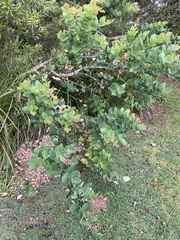 Angophora hispida