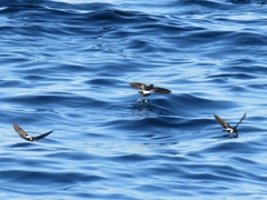 Oceanites oceanicus