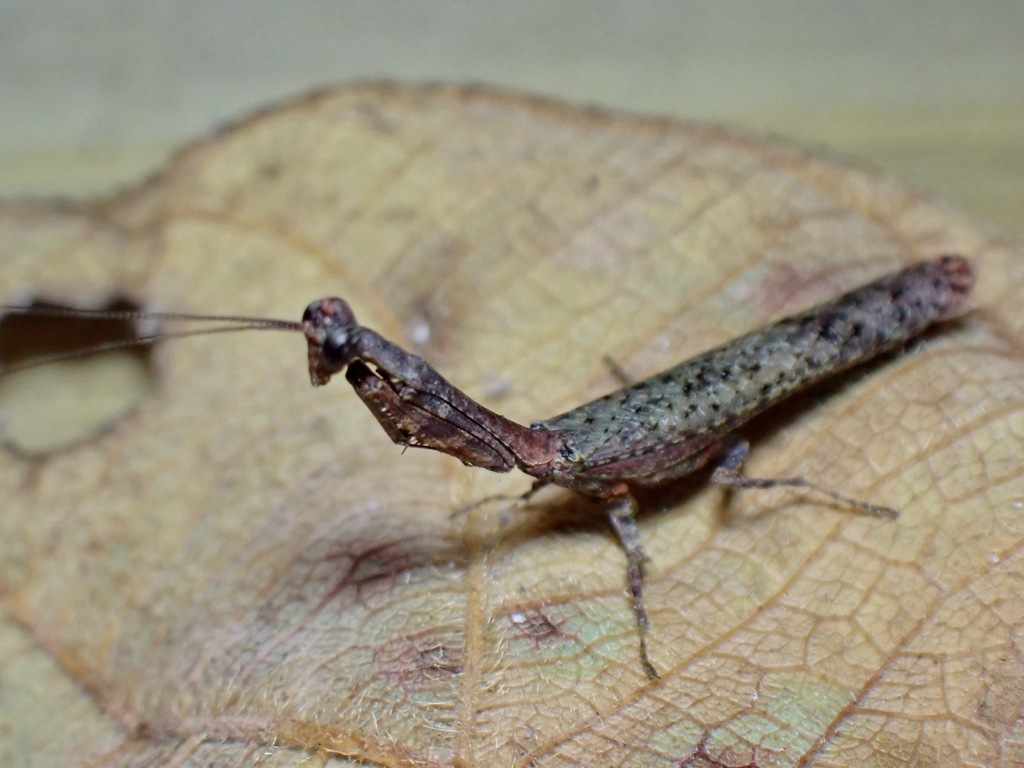 Phyllothelys breve