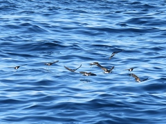 Oceanites oceanicus