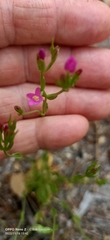 Centaurium tenuiflorum