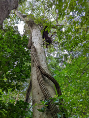 Griselinia lucida