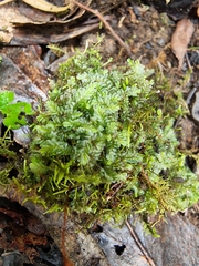 Cyathophorum bulbosum