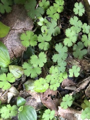 Hydrocotyle elongata