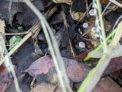 Collybiopsis quercophila