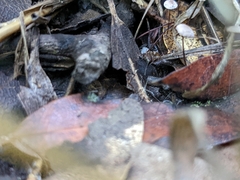 Collybiopsis quercophila