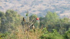 Pycnonotus xanthopygos