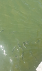 Acanthopagrus australis