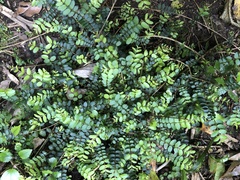 Metrosideros diffusa