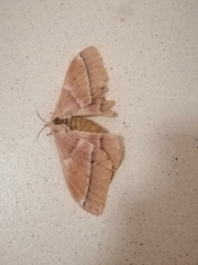 Gonimbrasia belina