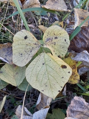 Pueraria montana lobata