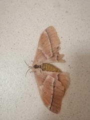 Gonimbrasia belina