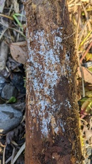 Costantinella