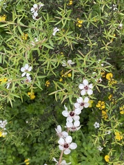 Kunzea robusta