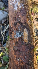 Costantinella
