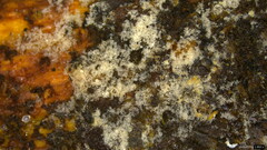 Costantinella