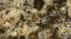 Costantinella