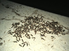 Solenopsis xyloni