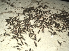 Solenopsis xyloni