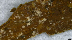 Costantinella