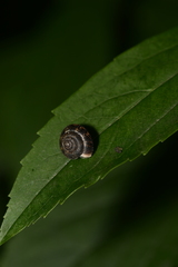 Helicoidea