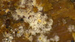 Costantinella
