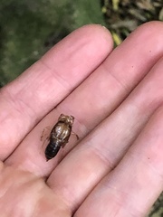Amphipsalta zelandica