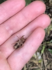 Amphipsalta zelandica