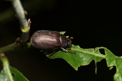 Holotrichia