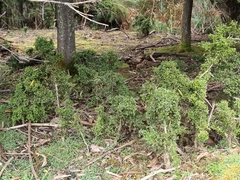 Coprosma quadrifida