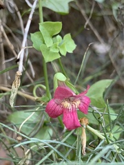 Maurandya antirrhiniflora