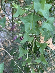 Maurandya antirrhiniflora