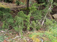 Coprosma quadrifida
