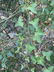 Maurandya antirrhiniflora