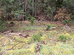 Coprosma quadrifida