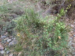 Maurandya antirrhiniflora
