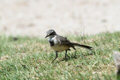 Motacilla capensis capensis