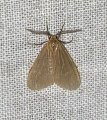 Pagara simplex