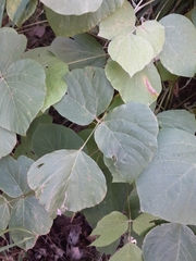 Pueraria montana lobata