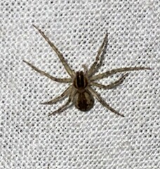 Philodromus dispar
