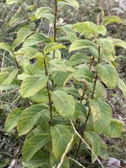 Spiraea