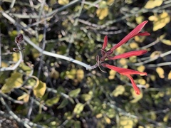 Justicia californica