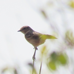 Saxicola rubicola